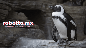 Pingüino