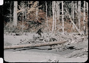 Bigfoot
