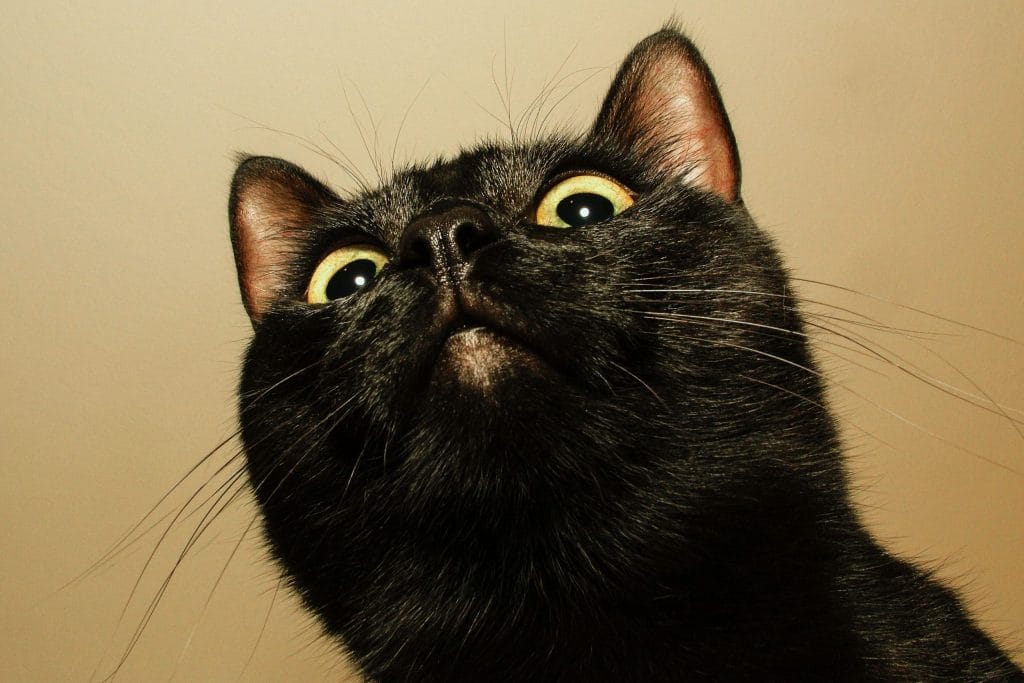 Gatitos Negros